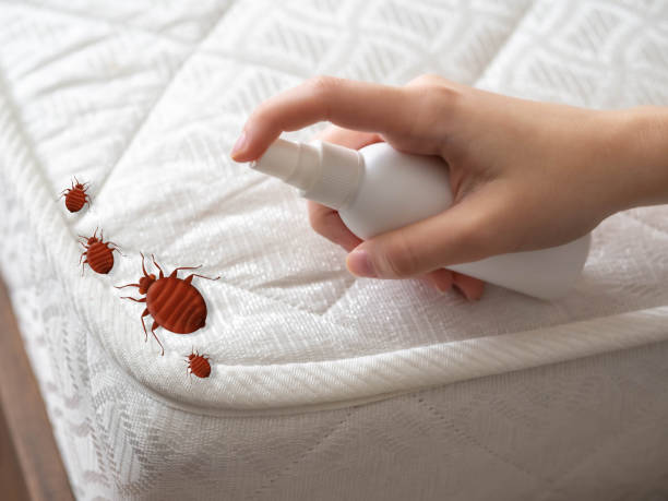 Best Bed Bug Extermination  in El Dorado, AR